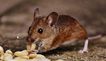 24 Hour & Emergency Exterminators in Mount Sidney, VA